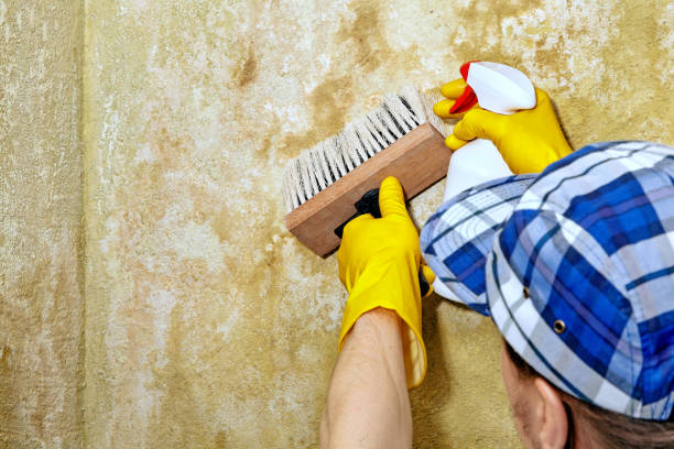 Mold Remediation for Rental Properties in North Lakes, AK